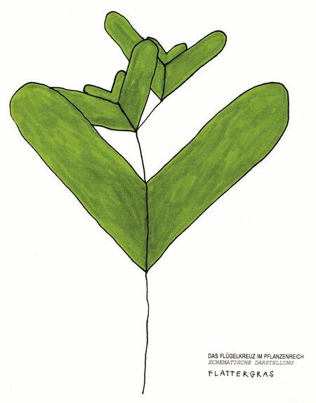 Das Flügelkreuz – Pflanzenreich – Zeichnung