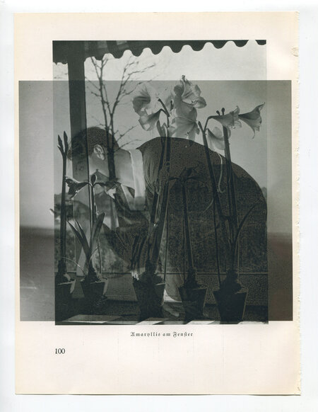 Die Pappel im Wind IB