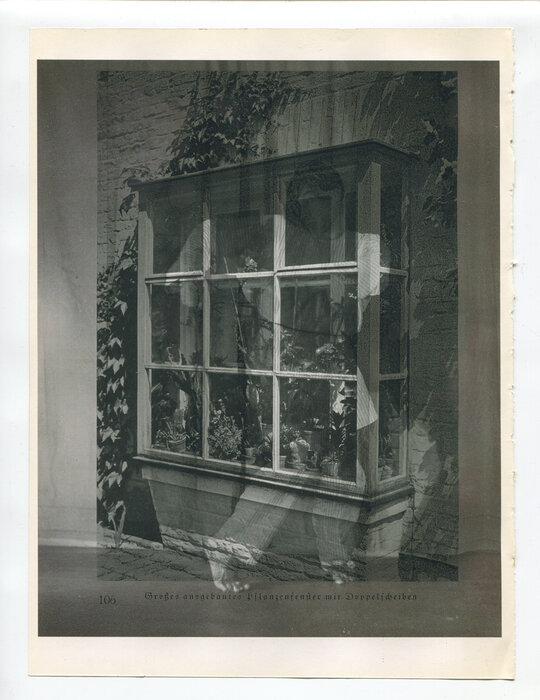 Die Pappel im Wind VIB