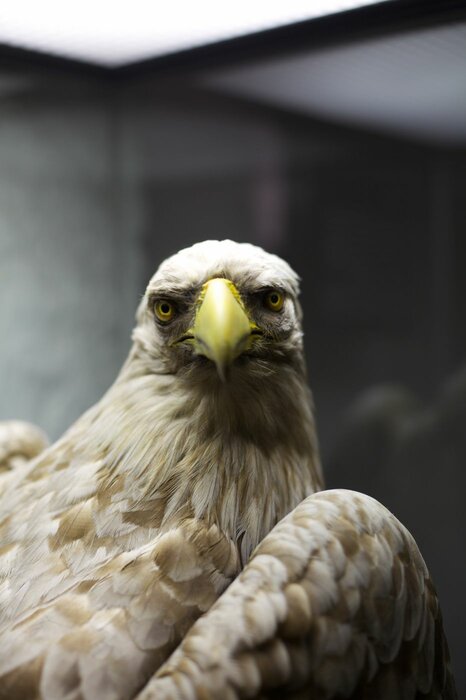 ohne Titel ( Adler )