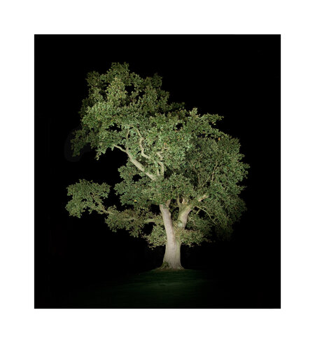 Baum #5