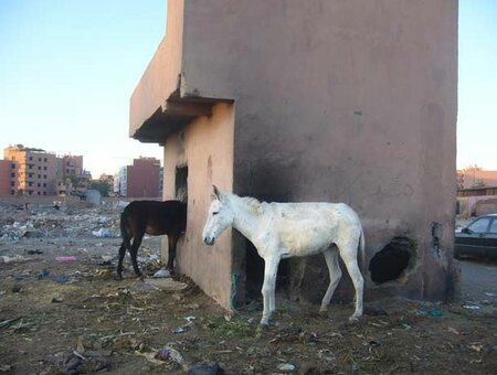 Ohne Titel (Anpassung)